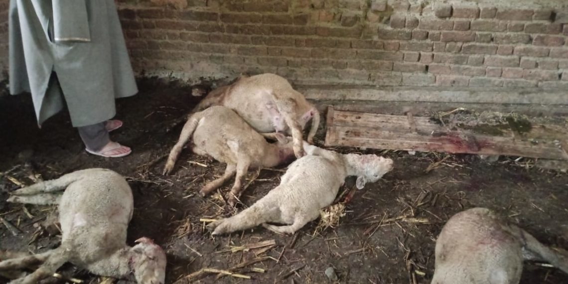 قلم آباد ہندواڑہ میں تیندوے کے حملے میں قریب 13 بھیڑ بکریاں ہلاک