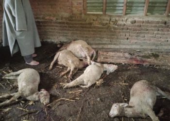 قلم آباد ہندواڑہ میں تیندوے کے حملے میں قریب 13 بھیڑ بکریاں ہلاک