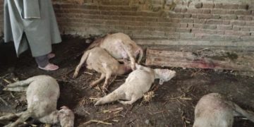 قلم آباد ہندواڑہ میں تیندوے کے حملے میں قریب 13 بھیڑ بکریاں ہلاک