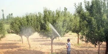 کشمیر:بارشوں کی پیش گوئی کے پیش نظر کسان باغوں کی دوا پاشی نہ کریں/محکمہ موسمیات