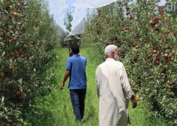 وسطی کشمیر کے ضلع بڈگام میں بھی ہائی ڈنسٹی میوہ باغ لگانے کا رجحان بڑھ رہا ہے