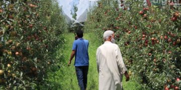 وسطی کشمیر کے ضلع بڈگام میں بھی ہائی ڈنسٹی میوہ باغ لگانے کا رجحان بڑھ رہا ہے