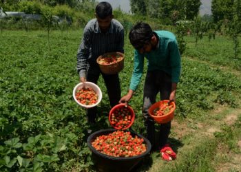 سٹرا بری پھل اتارنے کا سیزن جوبن پر، کاشتکار خوش و مطمئن