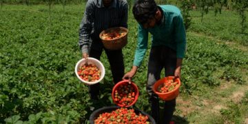 سٹرا بری پھل اتارنے کا سیزن جوبن پر، کاشتکار خوش و مطمئن