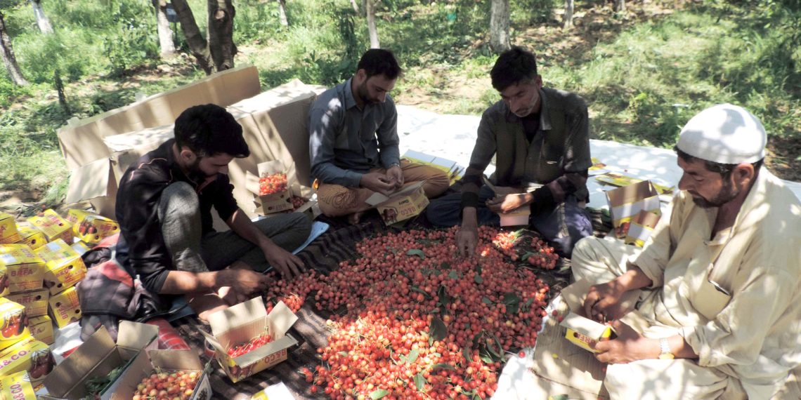 کشمیر میں چیری اتارنے کا کام جوبن پر، فصل کی پیداوار تسلی بخش