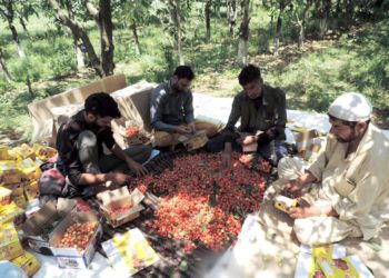 کشمیر میں چیری اتارنے کا کام جوبن پر، فصل کی پیداوار تسلی بخش