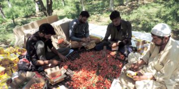 کشمیر میں چیری اتارنے کا کام جوبن پر، فصل کی پیداوار تسلی بخش