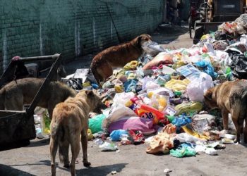 بانڈی پورہ کے اجس میں کتوں نے کئی افراد پرحملہ کیا، 4 دن میں 23 زخمی