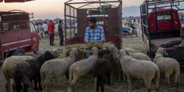 عید الضحیٰ سے قبل حکومت نے کشمیر میں قربانی کے جانوروں کی ریٹ مقرر کی