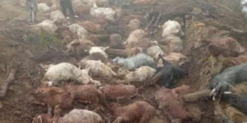 بڈگام کے جنگلات میں بادل پھٹنے سے 52 بھیڑیں، 8 گھوڑے، 5 گائیں ہلاک