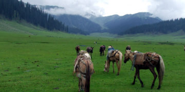 وادی بنگس کی بے مثال خوبصورتی !
