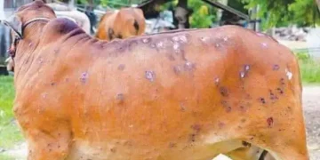 جموں و کشمیر میں لمپی سکن بیماری پھیلنے سے چالیس کے قریب مویشی ہلاک