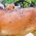 جموں و کشمیر میں لمپی سکن بیماری پھیلنے سے چالیس کے قریب مویشی ہلاک