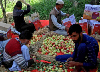 سیب کے کاشتکاروں کو نقصان کا خدشہ ، سیب پیکنگ میٹریل کی قیمت میں اچانک اضافہ