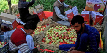 سیب کے کاشتکاروں کو نقصان کا خدشہ ، سیب پیکنگ میٹریل کی قیمت میں اچانک اضافہ