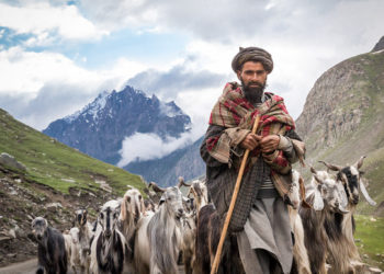 جموں سرینگر قومی شاہراہ پر پیدل خانہ بدوشوں کے مویشیوں کی نقل و حرکت پر پابندی