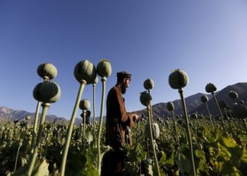 پاک فوج اور طالبان منشیات کے کاروبار میں ملوث ہیں: ناٹو