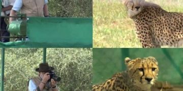 وزیراعظم مودی نے ایم پی کو اپنی سالگرہ پر دیا تحفہ، کونو پارک میں چیتوں کو چھوڑا، تصویریں بھی لیں