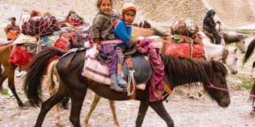 وادی کشمیر میں سردی شروع ہونے کے ساتھ ہی بکروال بھیڑ بکریاں لے کر جموں کی طرف روانہ