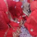 اجتماعی شادی میں سرینگر میں 31 جوڑے شادی کے بندھن میں بندھے