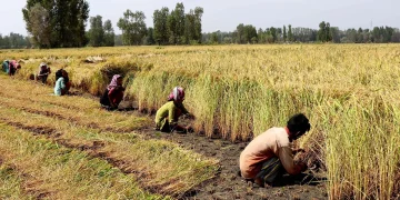 وادی کشمیر میں دھان کی پیداوار میں اس سال کئی علاقوں میں نقصان