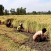 وادی کشمیر میں دھان کی پیداوار میں اس سال کئی علاقوں میں نقصان