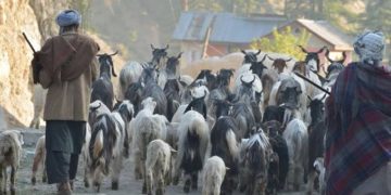 ضلع رامبن کے بانہال سے 16500 خانہ بدوش خاندانوں، مویشیوں کو ٹرکوں کے ذریعے جموں پہنچایا گیا