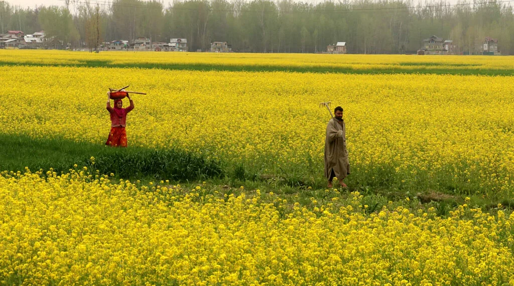 سرسوں کی کاشت کیجئے ،زمین کو خالی نہ رکھے