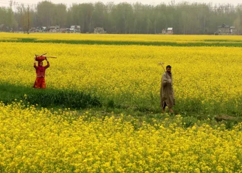 سرسوں کی کاشت کیجئے ،زمین کو خالی نہ رکھے