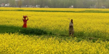 سرسوں کی کاشت کیجئے ،زمین کو خالی نہ رکھے