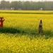 سرسوں کی کاشت کیجئے ،زمین کو خالی نہ رکھے