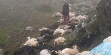 راجوری میں آسمانی بجلی گرنے سے کم از کم 50 مویشی اور دو گھوڑے ہلاک، مقامی شہری زخمی