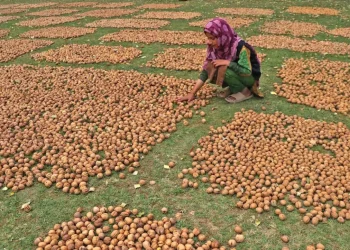 رواں برس آخروٹ کی فصل میں اضافہ، صحیح دام نہ ملنے پر کاشتکار مایوس