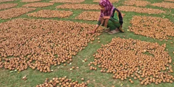 رواں برس آخروٹ کی فصل میں اضافہ، صحیح دام نہ ملنے پر کاشتکار مایوس