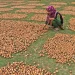 رواں برس آخروٹ کی فصل میں اضافہ، صحیح دام نہ ملنے پر کاشتکار مایوس