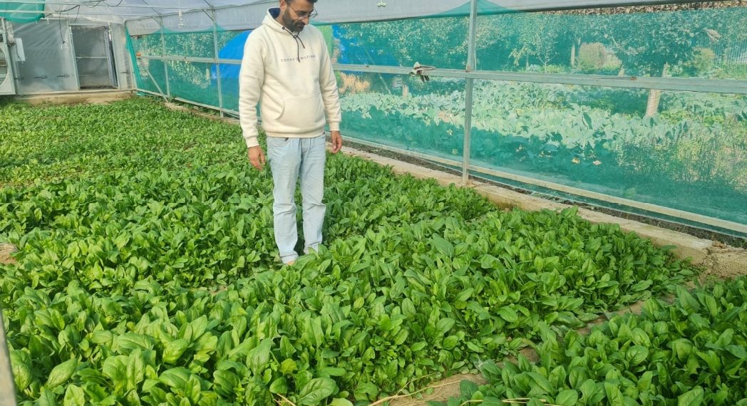 پالک اور ساگ (کچن گارڈن میں اگائیں)
