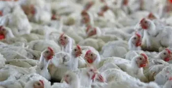 جموں و کشمیر میں برڈ فلو نے دستک دی، پانچ کیسز سامنے آئے، تمام اضلاع میں الرٹ جاری