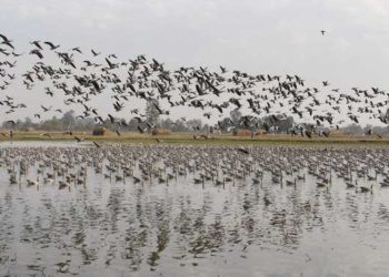 شدید سردی کی لہر کے بیچ دنیا کے مختلف ممالک سے چار لاکھ مہمان پرندے وارد کشمیر