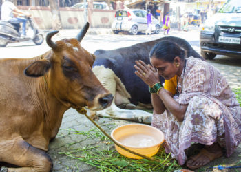 گائے کی سمگلنگ اور ذبح کرنے کا الزام، اترپردیش میں 120 گرفتار