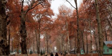 چنار کی خوبصورتی