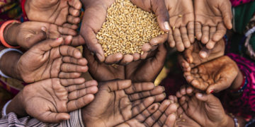 مفت سرکاری چاول اور علما کی بھیک