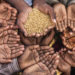 مفت سرکاری چاول اور علما کی بھیک