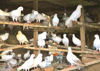 سری نگر میں کبوتر بازی کی صدیوں پرانی روایت اب بھی زندہ ہے