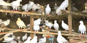 سری نگر میں کبوتر بازی کی صدیوں پرانی روایت اب بھی زندہ ہے