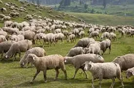 جموں وکشمیر کے ترقی پسند کسان: آئی ایس ڈی ایس نے منجیت کمار کو ایک کامیاب کاروباری شخصیت کے طور پر بااِختیار بنایا ہے