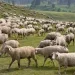 جموں وکشمیر کے ترقی پسند کسان: آئی ایس ڈی ایس نے منجیت کمار کو ایک کامیاب کاروباری شخصیت کے طور پر بااِختیار بنایا ہے
