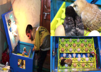 کولگام کے 10 سالہ لڑکے نے کم قیمت والے ’’ ایگ انکیوبیٹر‘‘ کو ڈیزائن کیا