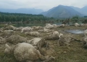 بانڈی پورہ میں درجنوں بھیڑ ہلاک