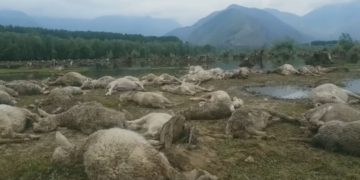بانڈی پورہ میں درجنوں بھیڑ ہلاک