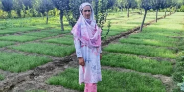بارہمولہ کی پولیٹیکل سائنس گریجویٹ چسپیدہ بانوزرعی کھیتی میں رول ماڈل بن گئیں